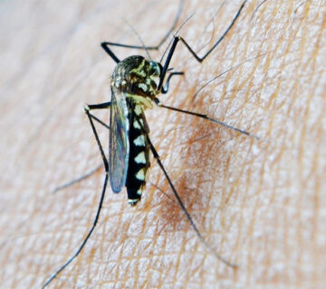 58fiebre mosquito 360x320