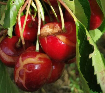 Web correo upa danos cerezas 1 junio 2026 360x320