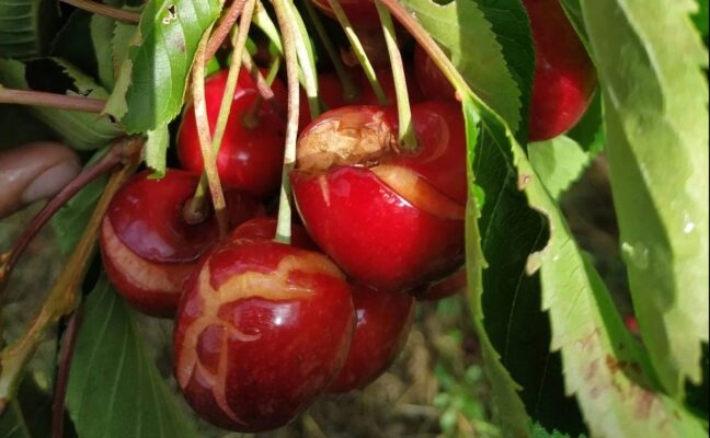 Web correo upa danos cerezas 1 junio 2026