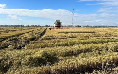 web correo upa uce 29 abril 2026